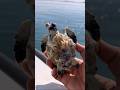 Saving a Turtle Covered in Barnacles | Ocean Rescue #shorts