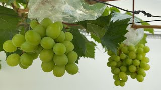 Nho mẫu đơn trái như thế nào khi trồng trên sân thượng .
