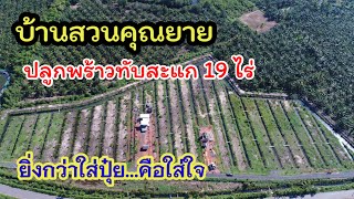 EP:7 ต้นกล้ามะพร้าวทับสะแก ให้ผลเร็ว ทนโรค ปลูกได้ทั่วประเทศ ไม่ว่างปลูกเราปลูกให้