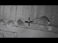 Ratting in pig farm at night 2023 | Rat hunting | Rats Shooting with thermal scope