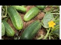 BANGLADESHI CUCUMBER SEEDS,Khira, Kira, Keera. How to grow