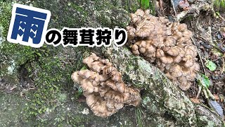 【きのこ狩り】雨中決行!　雨の中の舞茸狩り