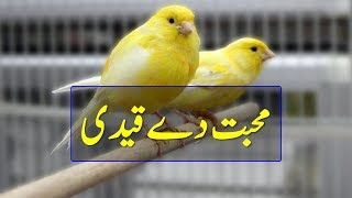 Punjabi Shayari On Yaari | Muhabbat Dy Qaidi | Punjabi Shayari By Saeed Aslam | Snack Videos