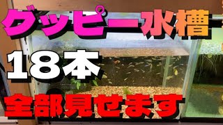 稚魚を食べないグッピー水槽18本、全部紹介します、グッピー飼育歴20年間 【アクアリウム】