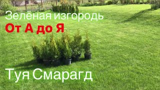 Сажаем живую изгородь из туи Смарагд. От А до Я 🙌