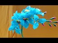 bunga anggrek bulan dari pelastik keresek //orchid flower from plastic