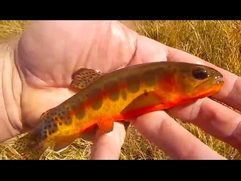 BACKCOUNTRY FLY FISHING-VOLCANO GOLDEN TROUT with Chris Walklet BACKCOUNTRY FLY FISHING-VOLCANO GOLDEN TROUT with Chris Walklet