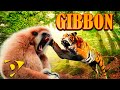 GIBBONS: THE FORGOTTEN APES | Full WILDLIFE DOCUMENTARY