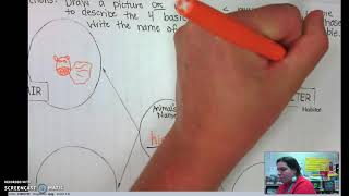 Bubble Map and Sentences Instructions/Example