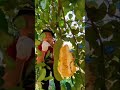 Jackfruit garden/eating natural jackfruit/fruit farm/fruit garden/fruit world/satisfying videos