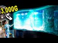 She Has Never Seen Her Aquarium Like This!