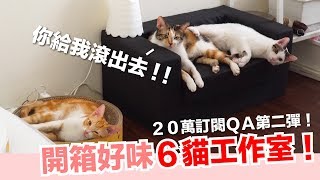 開箱６貓工作室！20萬訂閱ＱＡ續集【好味貓日常】EP26