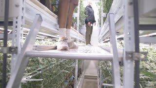 Servicing The Second Level 👏 Vertical Farming With The ELEVATE™ Platform System