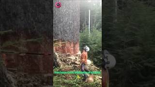 Giants Fall: Witnessing The Master Loggers' Epic Tree Takedowns! 🌳💥🤯