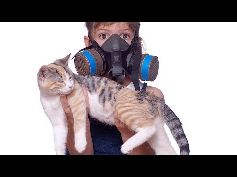 How to Reduce Cat Odor & Cat Poop Odor | Cat Care How to Reduce Cat Odor & Cat Poop Odor | Cat Care