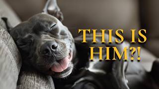 The Truth About Pit Bulls (This Changed Everything)
