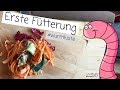 Fütterung der Würmer #Wurmkiste 3