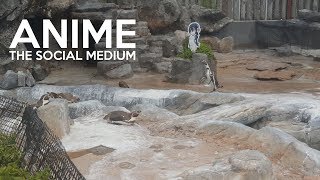 Anime: The Social Medium | The Canipa Effect