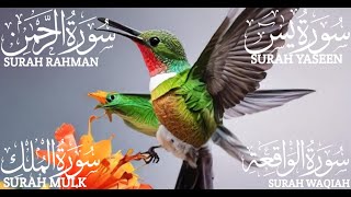 Surah Yaseen (Yasin) | Surah Rahman | Surah Waqiah | Surah Mulk | Beautiful Quran Recitation EP: