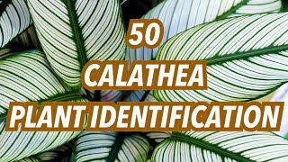 50 CALATHEA PLANT IDENTIFICATION 🌱 | VARIETIES | PLANT CARE | COLLECTION