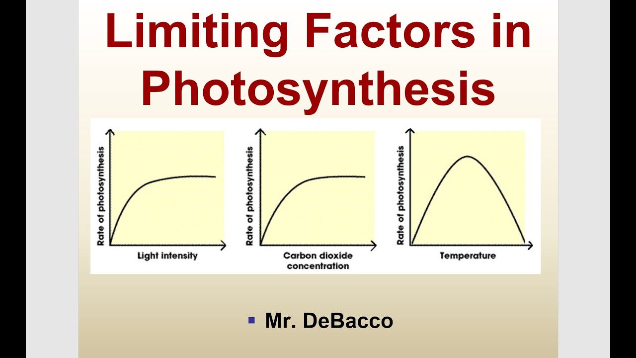 Limiting Factors In Photosynthesis - YouTube