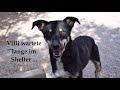 Fellkinder in Not Adoptionen Hunde 2020