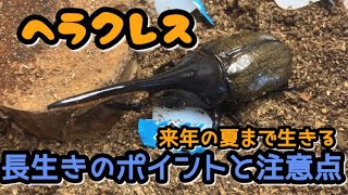 ヘラクレスオオカブトを来年の夏まで長生きさせる上で注意すべきポイント