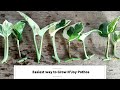 How to Grow N'Joy Pothos | Easiest Way to propagate N'Joy Pothos from cuttings