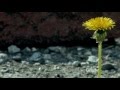 Yazoo - Only You (Fringe / Walter Bishop)