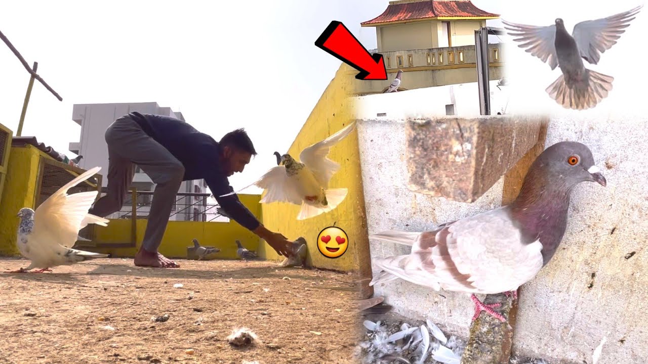 Or 1 Lal Kabootar Pakdaрџґі Youtube