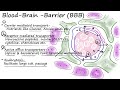 Blood brain barrier/ BBB/ cerebral endothelial barrier