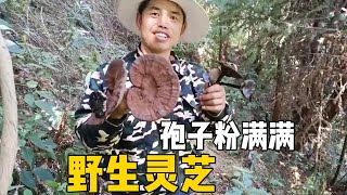 When you enter the mountain to collect wild Ganoderma lucidum, you will find old and powdered Ganod