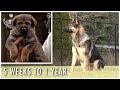 Five Weeks to One Year Old! | Kraftwerk K9 German Shepherds