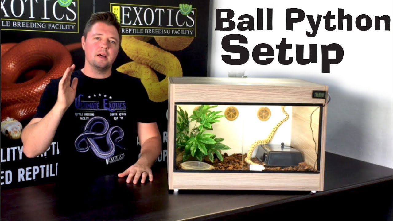 Ball Python Tank Setup Ideas Seattle For Sale Ball Python