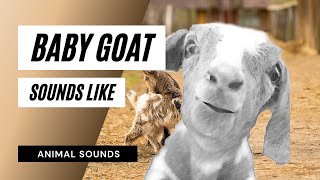 Baby Goat Sounds Like - baby goat sounds। baby goat preaching sounds। best goat sound in village