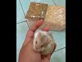 Hamster Kucing Cupang LaMin SG  videos