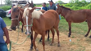 FEIRA DE CAVALOS EM CAMPINA GRANDE-PB MUITO ANIMAIS BARATO