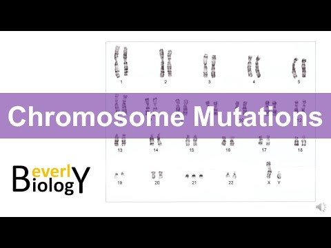 What are the 5 chromosomal mutations?