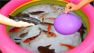 Fishes in tub nice pet animal|| Fishes inside balloon