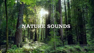 Nature Sounds, Morning Song Of Forest Birds, 24 Hours Sounds Of Nature For Sleep And Relaxation