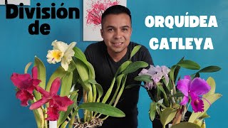 División de orquídea catleya #orquideas #catleya