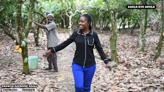 HOW COCOA FARMING BUSINESS IS BENEFITING FARMERS IN GHANA EXPLAINED BY ASEMPA AGYEI.