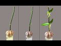 Just Garlic! Immediately the orchid will grow on branches and bloom forever