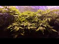 Day 42 - TempleGrower's Seedsman Jack Herer Grow off