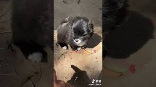 CUTE baby Dog 🐕 Black Baby