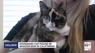 Utahns reunited with pet cat they accidentally shipped with Amazon return
