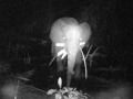 éléphants se déplaçant la nuit en forêt gabonaise sous les yeux de caméras IR (camera trap)