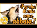 Perchè il mio cane abbaia | Qua la Zampa