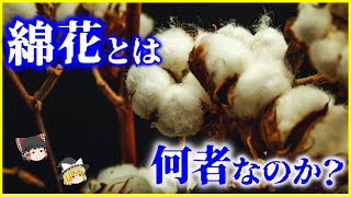 【ゆっくり解説】羊が生えた植物!?人類史を動かした「綿花」とは何者なのか？を解説/世界のトヨタと綿花の関係とは