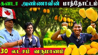 🇨🇦கனடா அண்ணாவின் பிரமாண்ட மாந்தோட்டம் 🥭| தேன் போல இருக்கு 😋| Mango Garden Tour | Jaffna | Sri Lanka